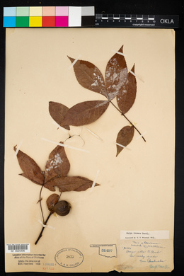 Carya texana image