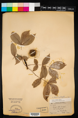 Carya texana image