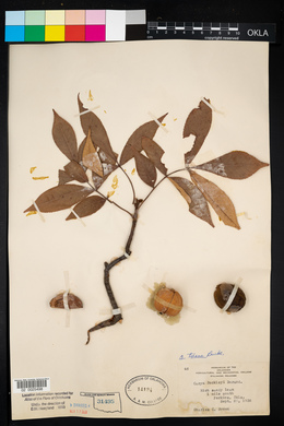 Carya texana image