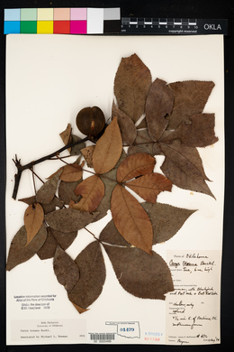 Carya texana image