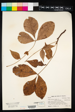 Carya texana image