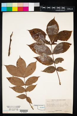 Carya texana image