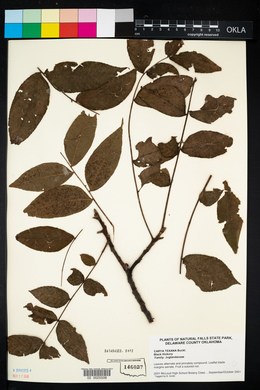 Carya texana image