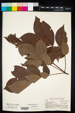 Carya texana image