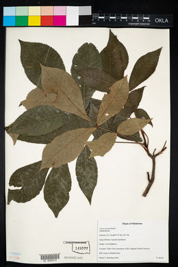 Carya texana image