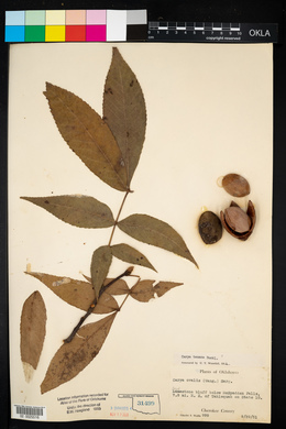 Carya texana image