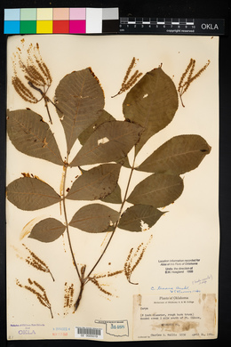 Carya texana image