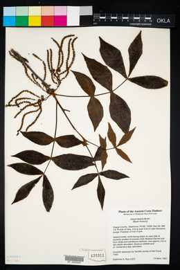 Carya texana image