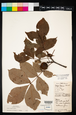 Carya texana image