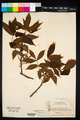 Carya texana image