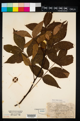 Carya texana image