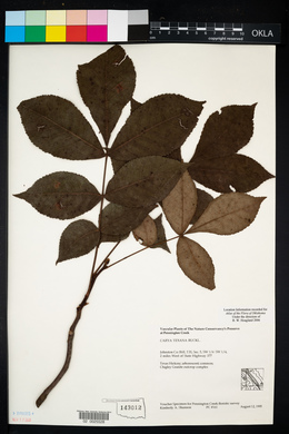 Carya texana image