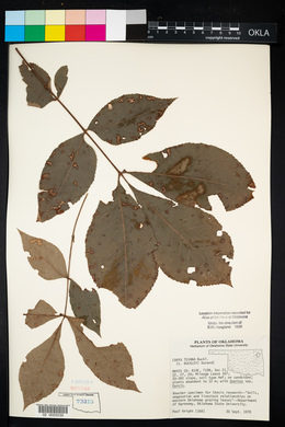 Carya texana image