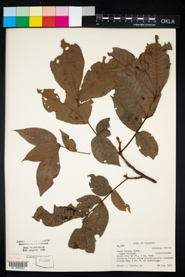 Carya texana image