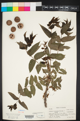 Juglans microcarpa image