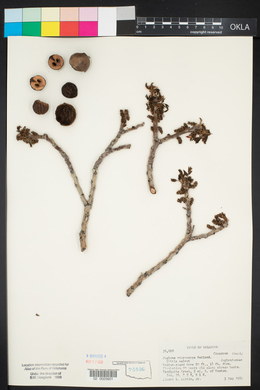 Juglans microcarpa image