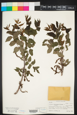 Juglans microcarpa image