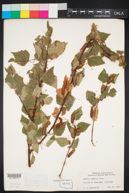 Betula pendula image