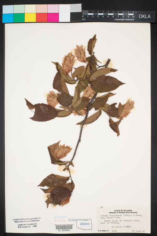 Ostrya virginiana var. lasia image