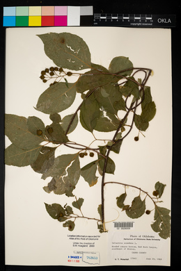 Celastrus scandens image