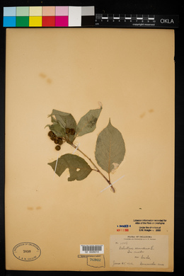 Celastrus scandens image