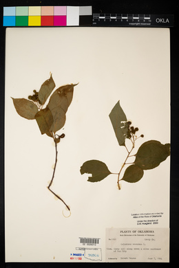 Celastrus scandens image