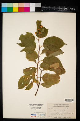 Celastrus scandens image