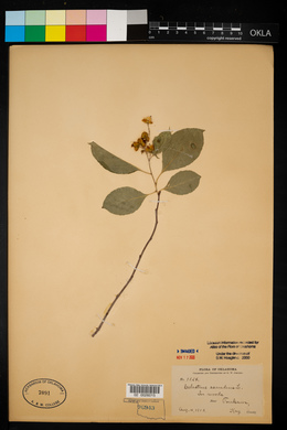 Celastrus scandens image