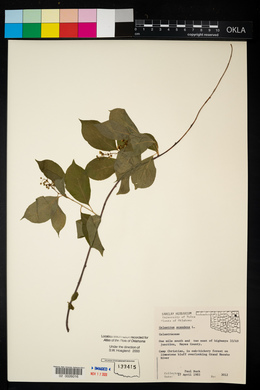 Celastrus scandens image