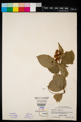 Celastrus scandens image