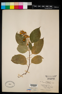 Celastrus scandens image