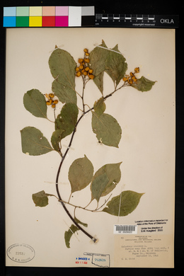 Celastrus scandens image