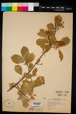 Celastrus scandens image