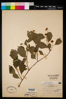 Celastrus scandens image