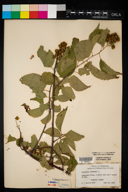 Celastrus scandens image