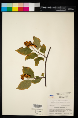 Celastrus scandens image