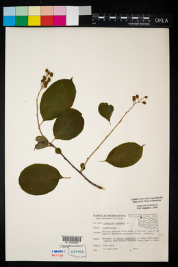 Celastrus scandens image