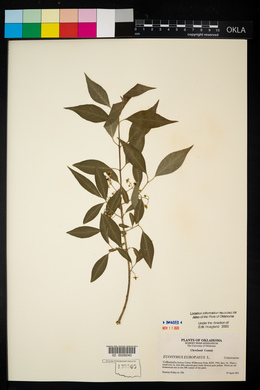 Euonymus europaeus image