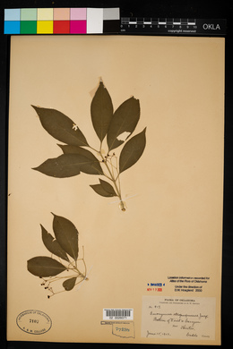 Euonymus atropurpureus image