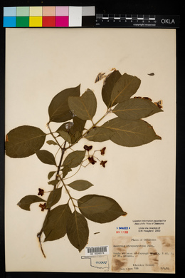 Euonymus atropurpureus image