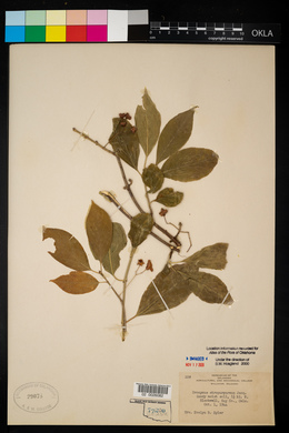 Euonymus atropurpureus image