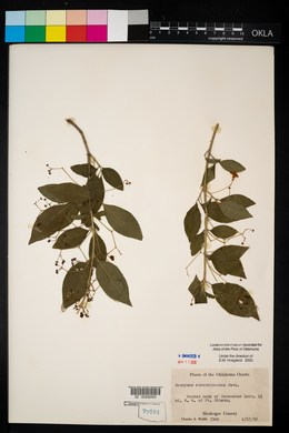 Euonymus atropurpureus image