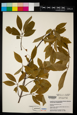 Euonymus atropurpureus image