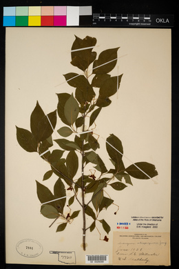 Euonymus atropurpureus image