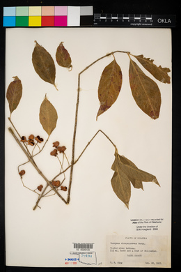 Euonymus atropurpureus image