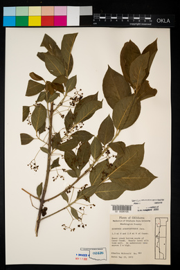 Euonymus atropurpureus image