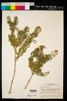 Image of Mortonia greggii
