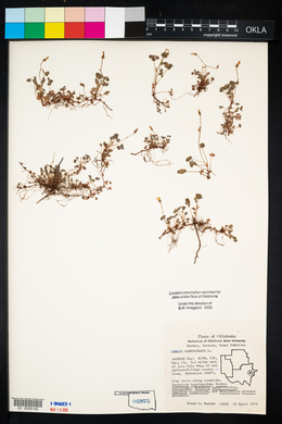 Oxalis corniculata image