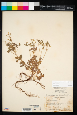 Oxalis corniculata image