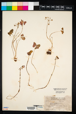 Oxalis violacea image